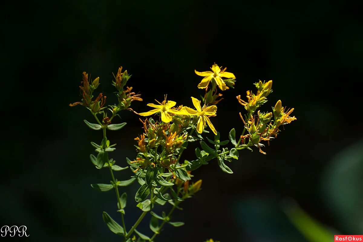Зверобой черноморский. Зверобой пронзеннолистный. Шайкурай зверобой. Зверобой безымянный солдат. Зверобой египетский.