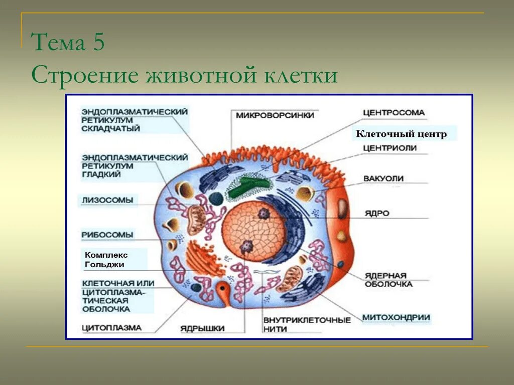 Организация строения клеток. Строение животной клетки функции органоидов клетки. Строение клетки и функции органоидов рисунок. Строение животной клетки строение органоидов. Строение клетки функции органоидов животной клетки анатомия.