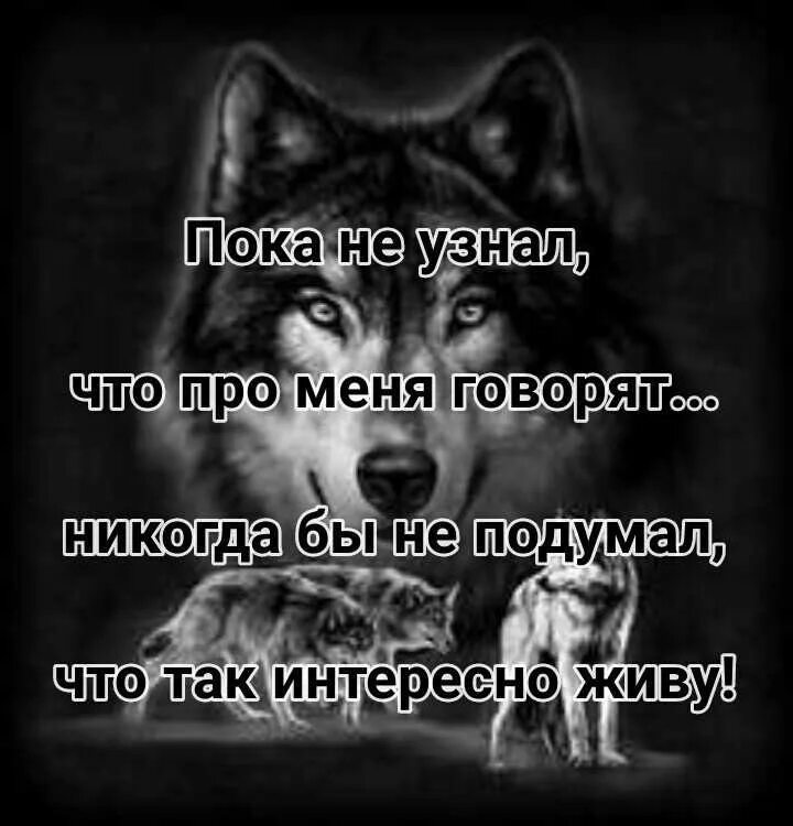 Статусы про Волков. Статусы с волками. За спиной говорят цитаты. Цитаты волка.