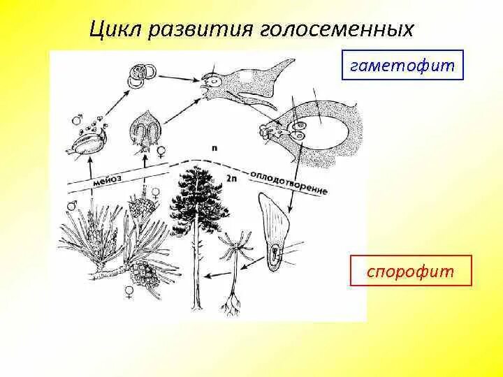 Поколение гаметофит представлено. Жизненный цикл голосеменных растений схема. Цикл развития сосны гаметофиты. Цикл развития сосны обыкновенной ЕГЭ. Цикл гаметофита и спорофита.