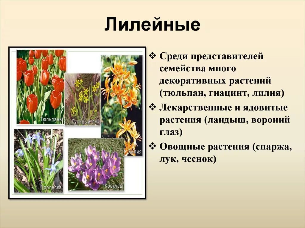 Растения семейства лилейных можно. Однодольные Лилейные представители. Семейство Лилейные представители тюльпан. Семейство Лилейные представители декоративные. Энциклопедия о однодольных семейство Лилейные.