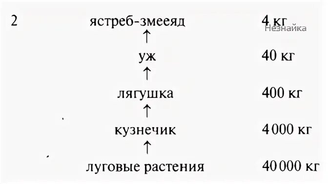 Постройте пирамиду чисел пищевой цепи. Пирамида биомассы растения кузнечик лягушка уж ястреб. Пирамида биомассы. Трава кузнечик лягушка уж Змееяд пирамида биомассы. Пирамида биомассы пищевой цепи растений.