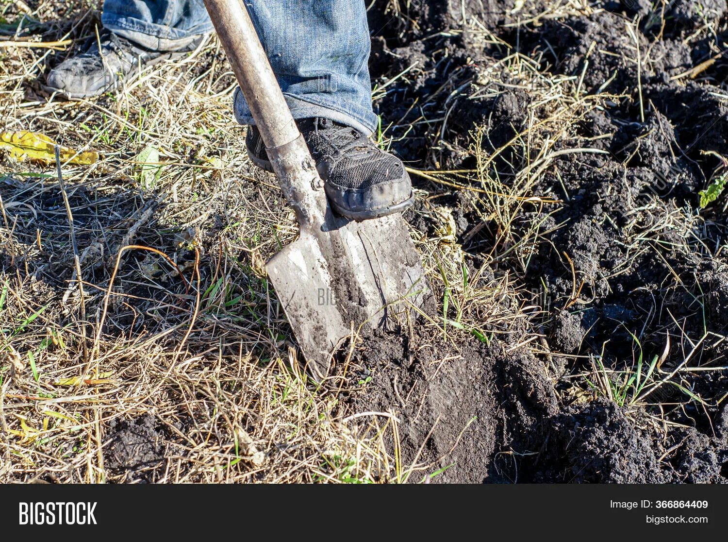Копать лопатой. Копать землю лопатой. Лопата в земле. Копальщик земли.