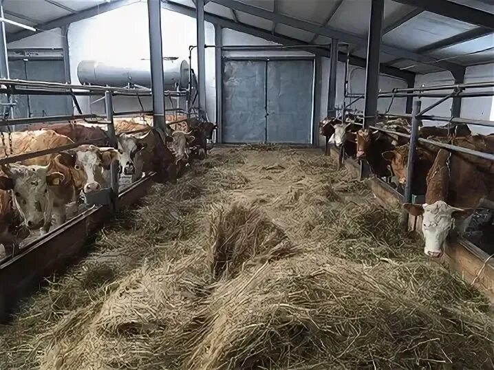 продукция фермы тоцкого пенза. кфх клеопатра тоцкий район. ферма тоцкого где находится. тоцкое 2 полигон. ферма тоцкого где находится.