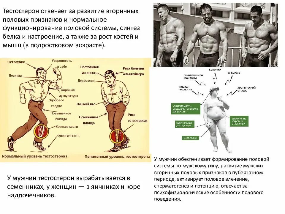 Типы тестостерона. Тестостерон у парней. повышение уровня тестостерона. тестостерон вырабатывается. уровня тестостерона в организме.