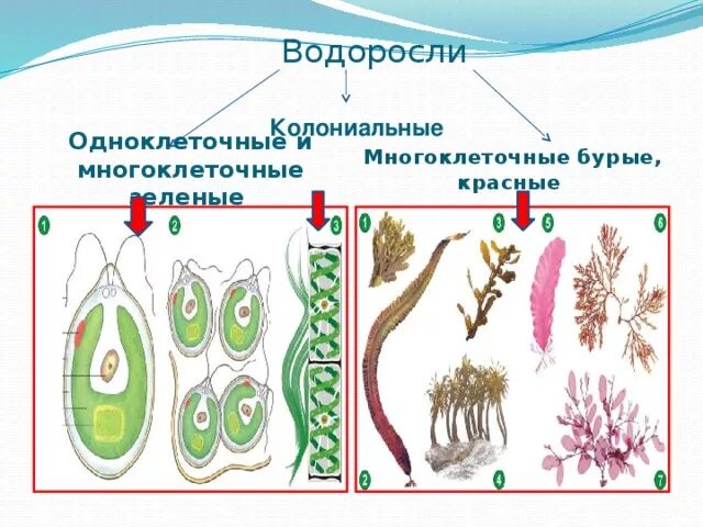 Одноклеточные бурые водоросли