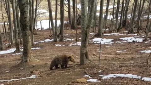 Потом медведя