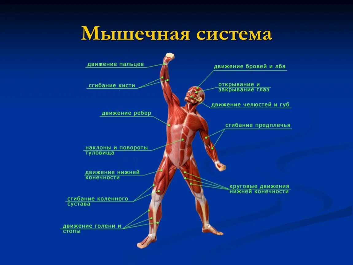 Их в организме человека. Мышечная система человека мышцы их строение и функции презентация. Поверхностные скелетные мышцы вид спереди. Скелетные мышцы человека вид спереди схема. Мышечная система человека анатомия 8 класс.