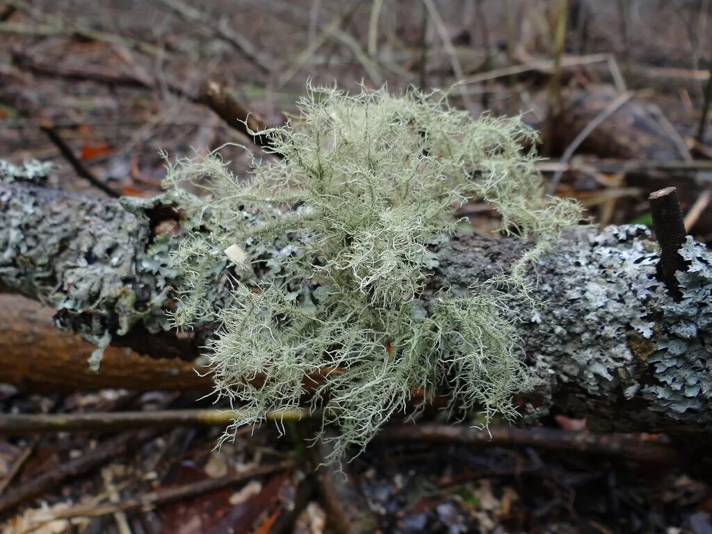 Strangospora лишайник. Бриория лишайник. Уснея. Уснея лишайник. Лишайник это растение или нет