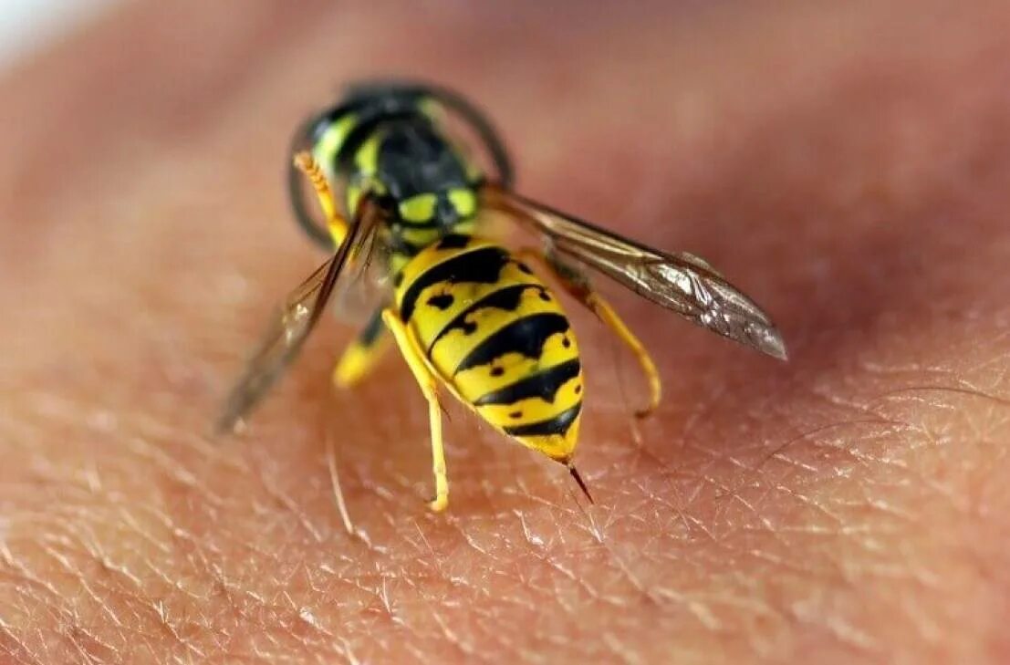 Шмель пчела Оса Шершень укусы. Жало, у насекомых.
