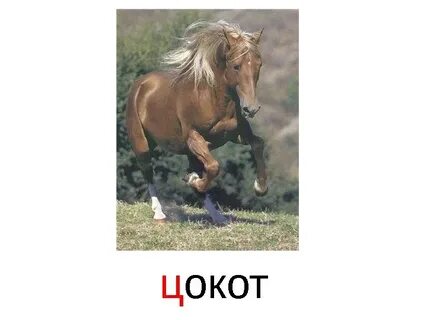 Цокот