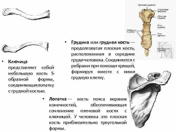 Ключица тип кости. Ключица строение сзади спереди. ключица трубчатая кость. ключица кость анатомия человека.