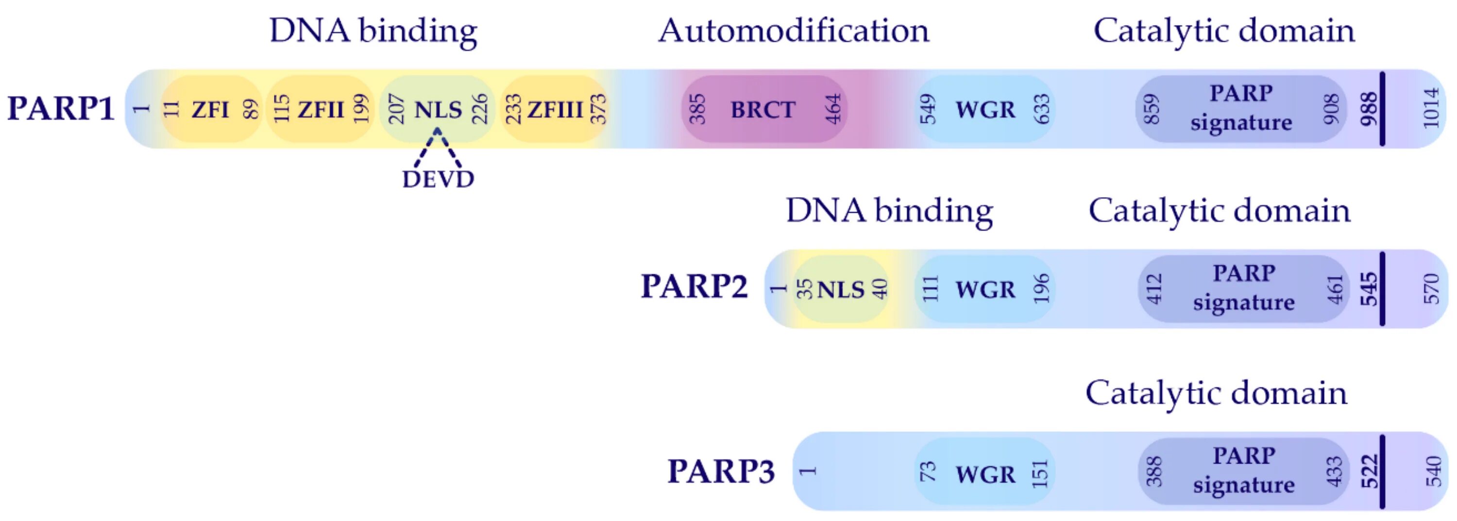 Парп 1. Parp1. Parp2 domain. Parp2 DNA Binding domain. Parp1 над +.