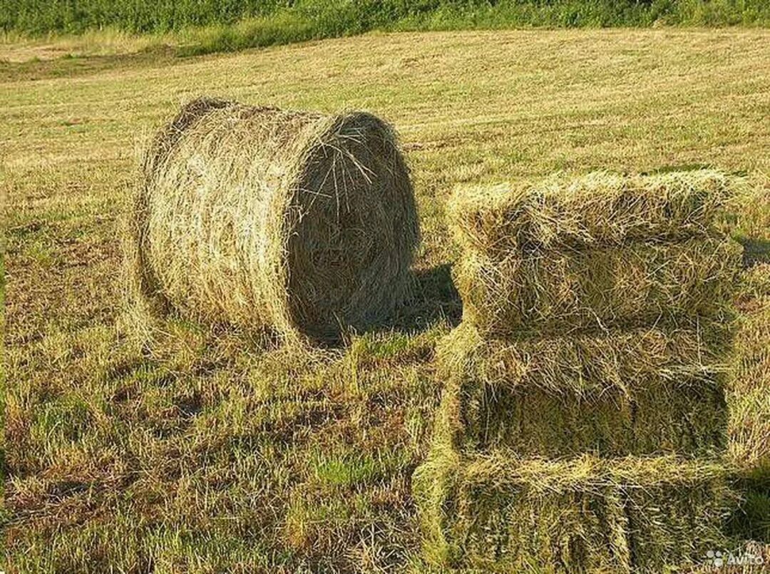 Сено луговое в рулонах. Сено 110 тюки 300 кг. Солома в рулонах. Солома в рулонах. Сено тюкованное / 1 тюк = 20 кг.