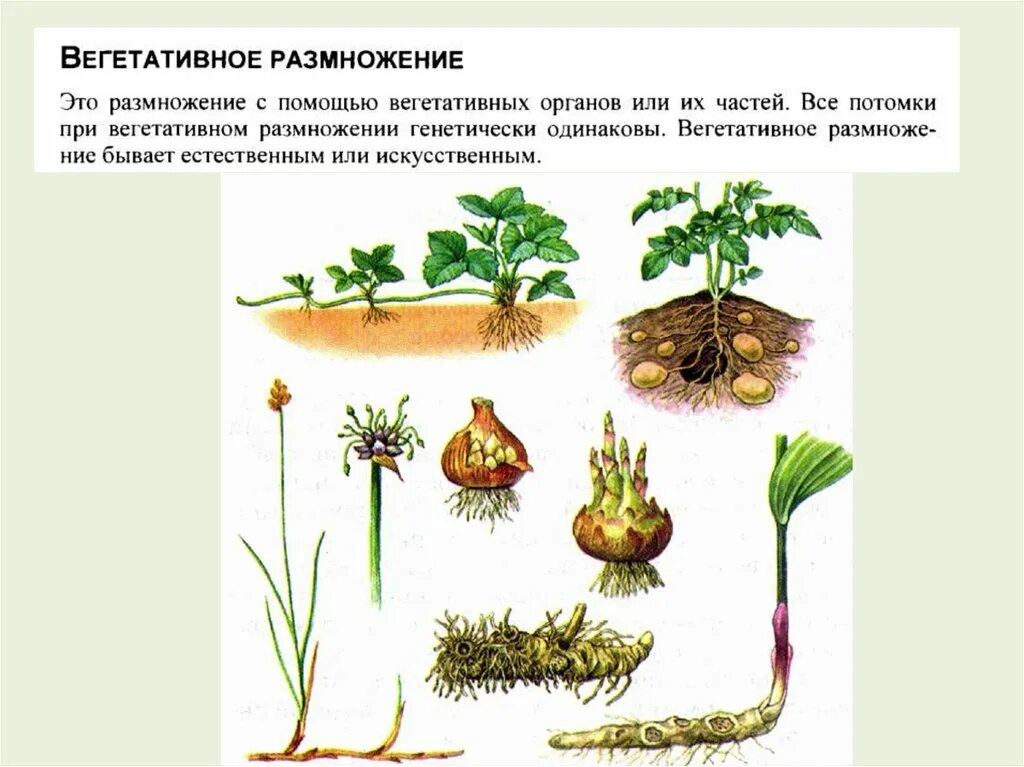 Что делать размножаться. Вегетативное размножение 5 класс биология. Вегетативное размножение растений 5 класс. Вегетативное размножение у однодольных. Бесполое размножение вегетативное.