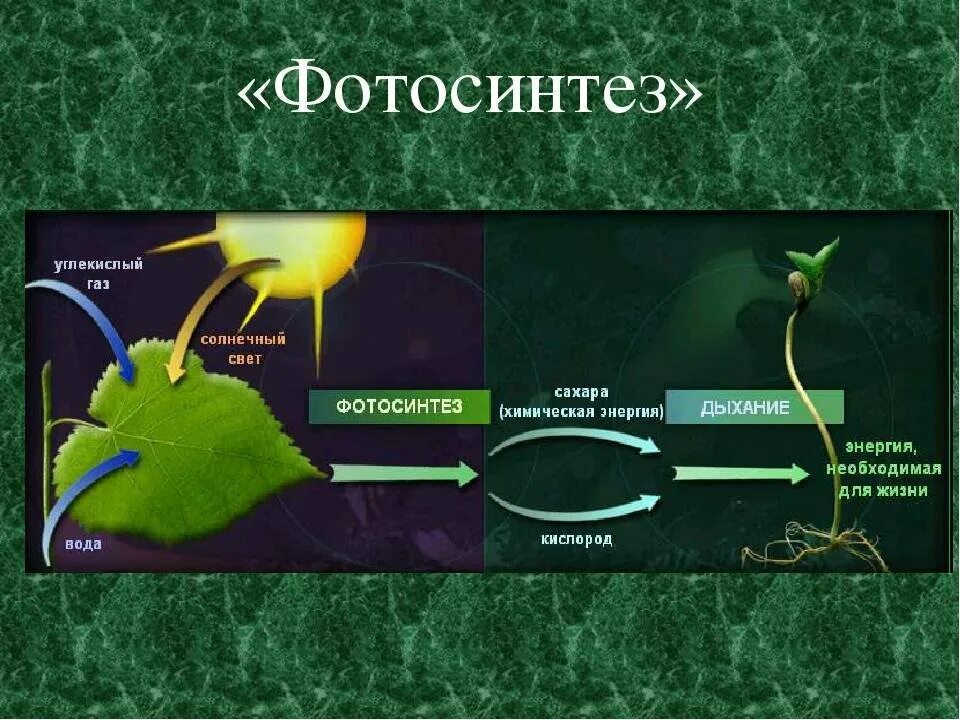 Фотосинтез 10 класс биология. Схема фотосинтеза 6. Процесс фотосинтеза 6 класс. Фотосинтез картинки. Зачем растениям фотосинтез