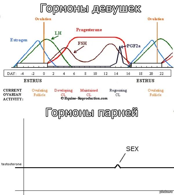 Уровни гормонов в беременность. Гормоны в течение дня. Гормоны в течение дня. Гормоны по дням цикла. Таблица сна циркадные биоритмы.