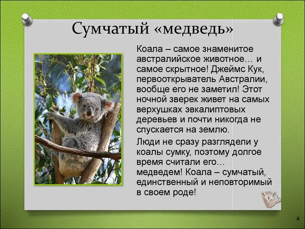 Сообщение про коалу. Рассказ о коале. Рассказ про Куалу. Коала интересные факты. Коала информация для детей.