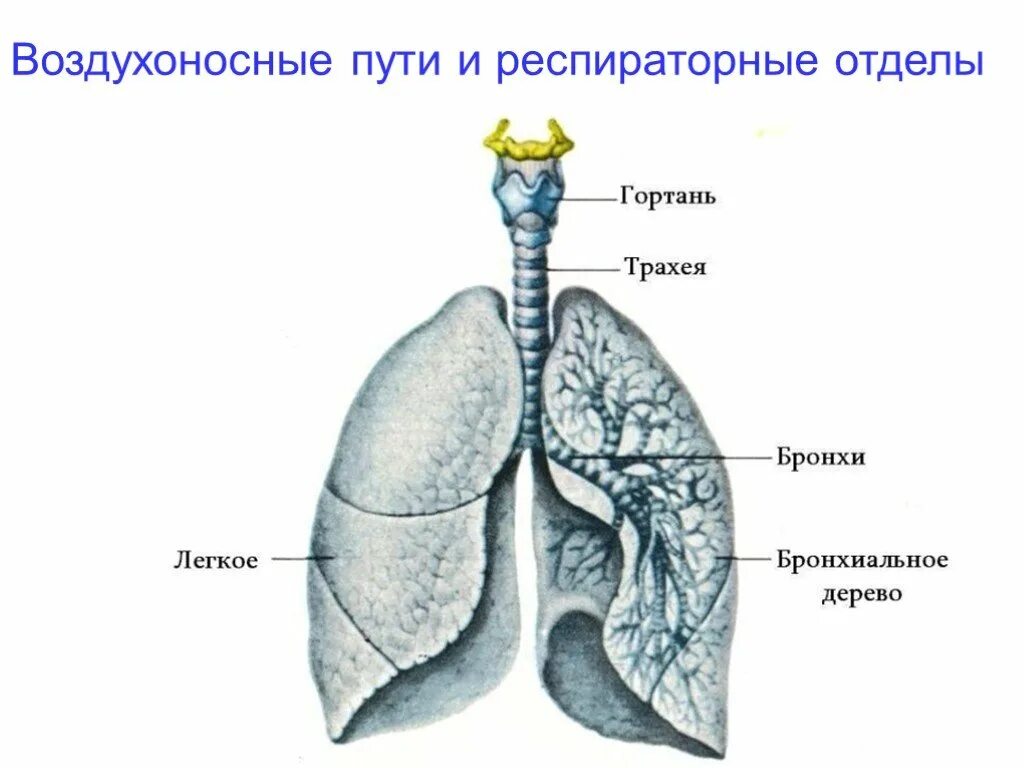 Что такое легкие. Трахея бронхи легкие анатомия. Строение человека трахея бронхи легкие. Строение воздухоносных путей и респираторных отделов легкого. Дыхательная система воздухоносные пути легкие.