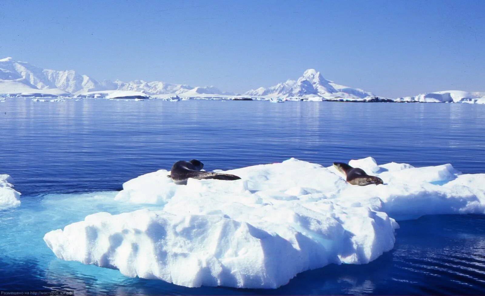 Море Уэдделла в Антарктиде. Море Уэдделла моря Южного океана. Море Уэдделла ледник. Море Уэдделла фото. Море росса какой океан