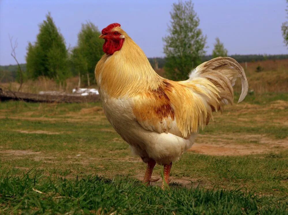 Большая курица фото. Петух гигант Брама .. Огромный петух. Большая курица. Самая большая порода куриц.