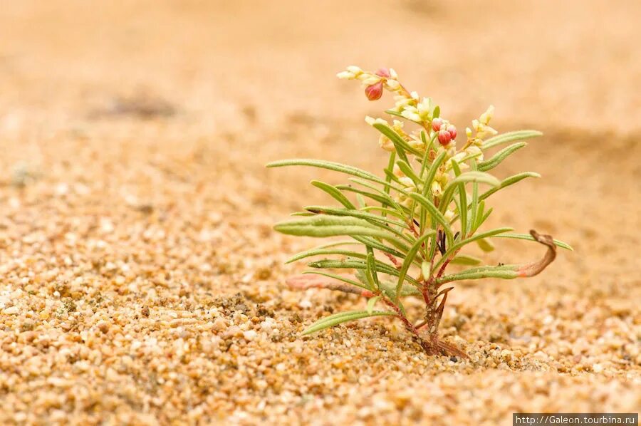 Колосняк песчаный элимус голубой. Песчано растительный. Песок трава. Сахара барханы кактусы. Песок трава.