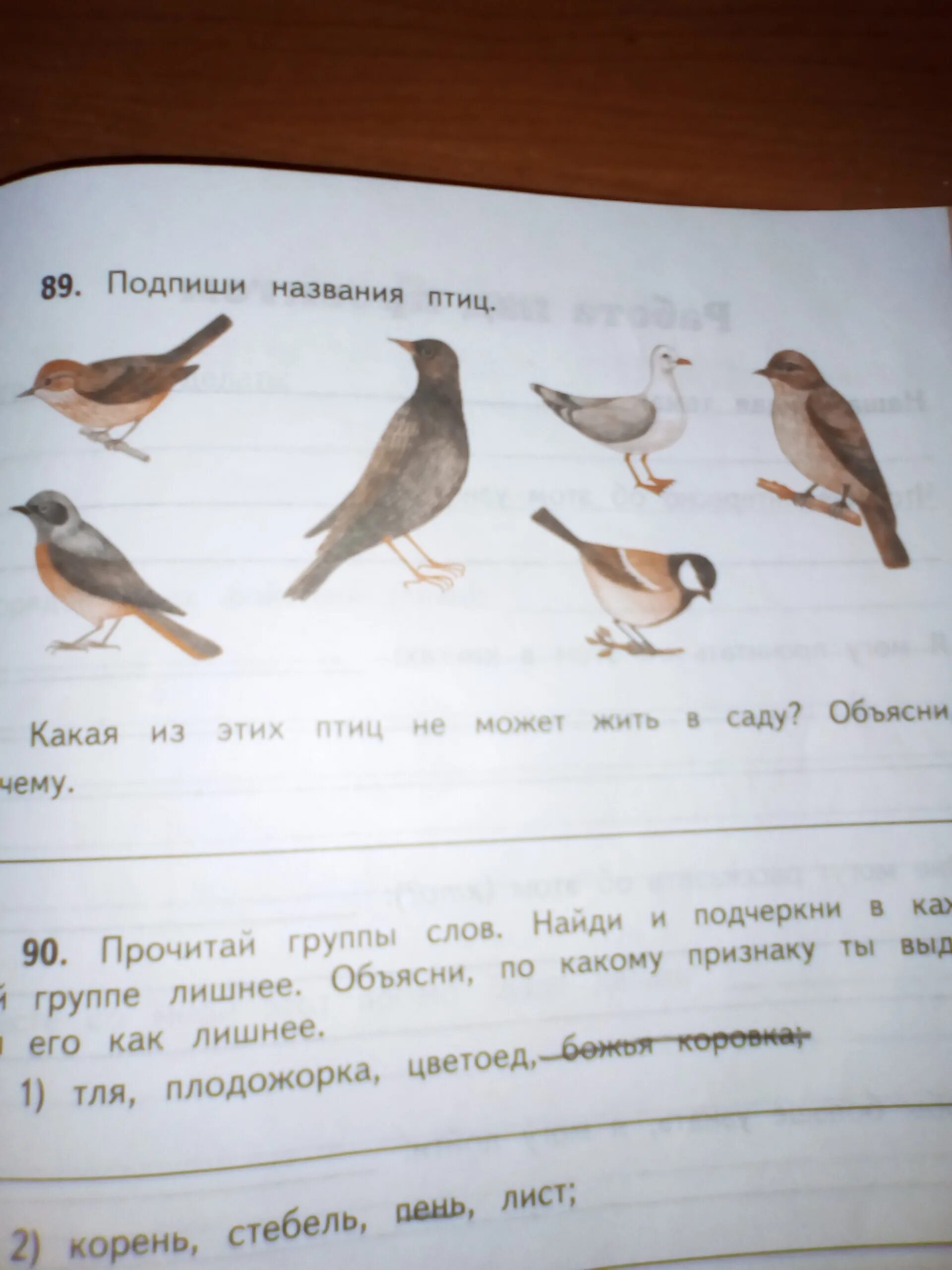 Подпиши названия птиц. Подпиши названия этих птиц. Подписать названия птиц. Птицы 1 класс окружающий мир. Преудивительная у нас водится птичка впр 7