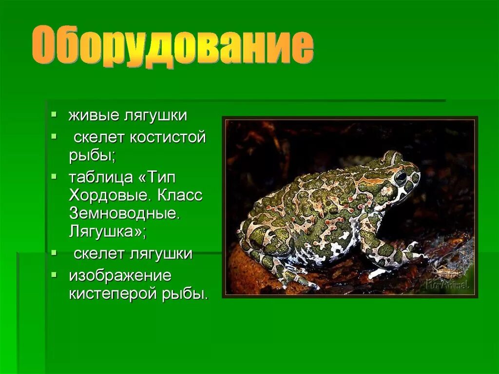 Лягушка земноводное 2 класс. Лягушка Живая. Класс земноводные жаба. Таблица Жабы. Класс земноводные жаба Тип Хордовые.