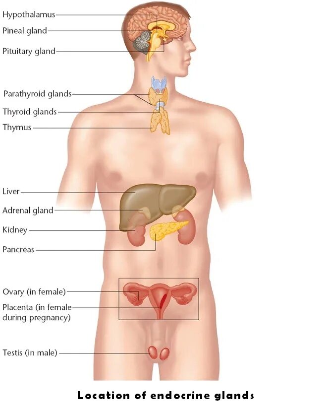 Печень и молочные железы. Эндокринная система человека. Эндокринная система человека анатомия. Секреции эндокринных желез. Расположение эндокринных желез.