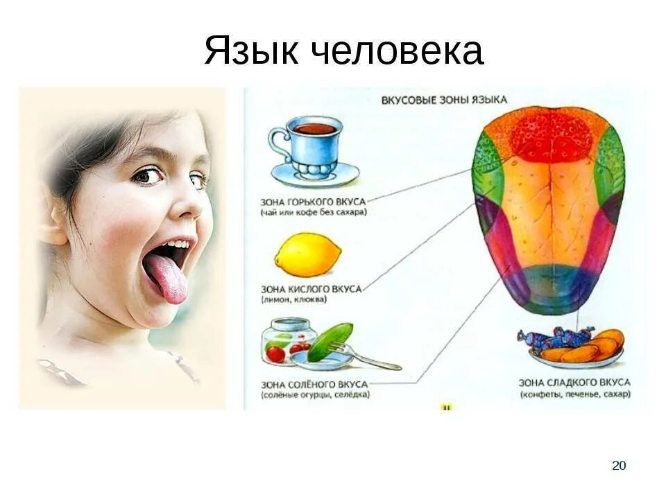 Вкусовые рецепторы на языке схема для детей. Строение языка человека вкусовые рецепторы. Вкусовые зоны языка человека анатомия. Вкусовые рецепторы языка для детей. Почему бывают горькими