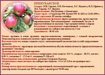 Яблоня морфологический