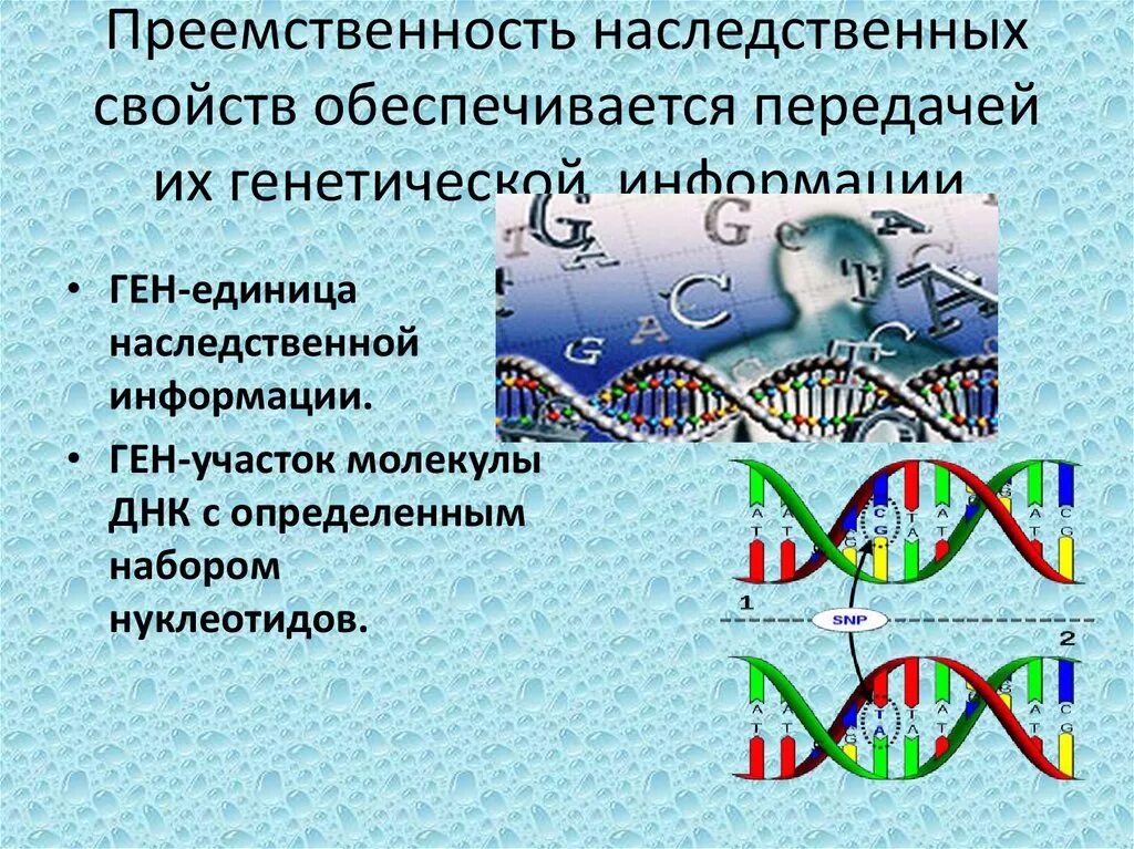 Ген наследственной информации. Ген это единица наследственной информации. Передача генетической информации. Ген это участок молекулы ДНК.