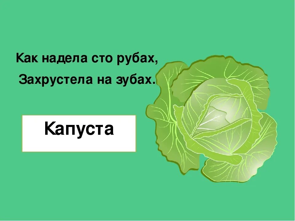 Тесть и капуста. Загадка про капусту. Капуста надпись. Загадка про капусту для детей. Детская загадка про капусту.