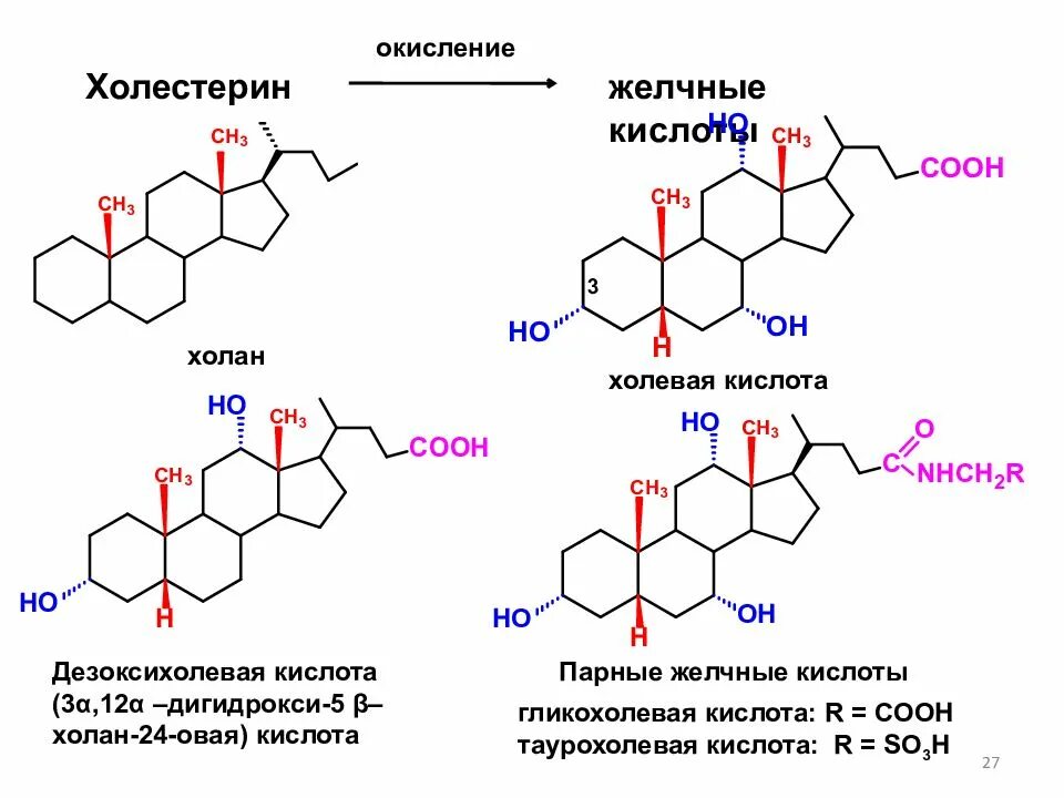 Холестерин основы. Холестерол строение биохимия. Холевая желчная кислота. Витамин д стероидный гормон. Строение желчных кислот биохимия.