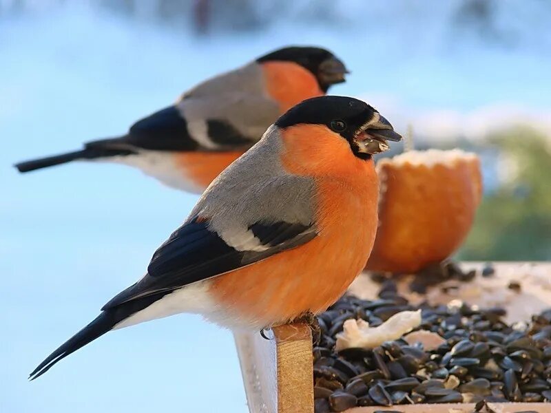 снегири весной. снегири запели. снегири песня. снегири музыка. за окошком снегири.