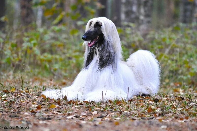 Афганская борзая борзые собаки. Афганская борзая окрасы. Афганская борзая белая. Афганска яборзщая белая. Афганская борзая белая.