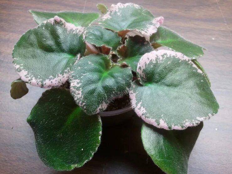 Фиалка коричневеют листья. У фиалки вялые листья. Фиалка домашняя. Сенполия болезни вредители. Домашняя фиалка не цветущая.