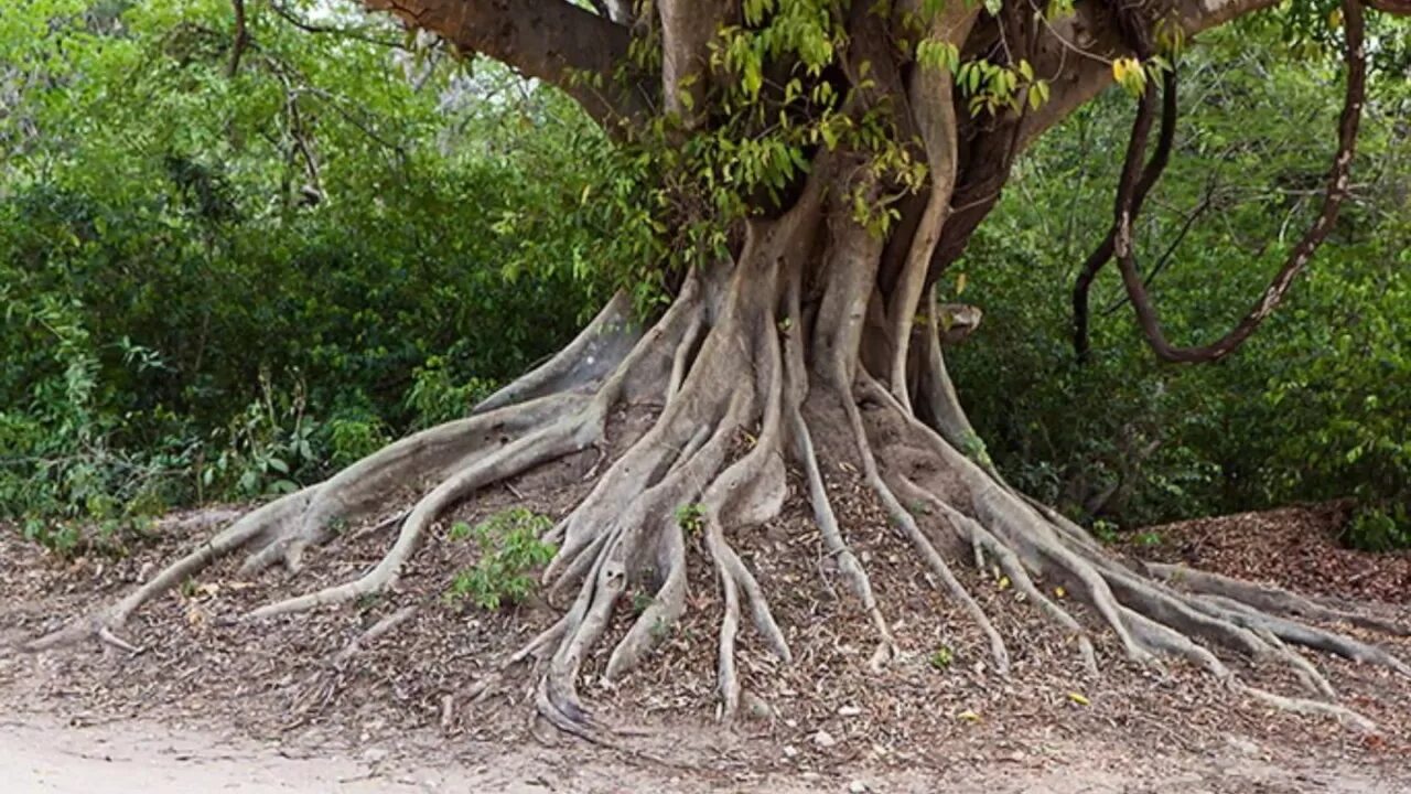 Корни живого дерева. Японский дуб мидзунара. Корни дерева. Большие корни деревьев. Дерево с большими корнями.