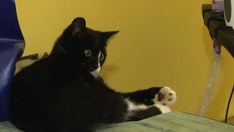 Судьба кота