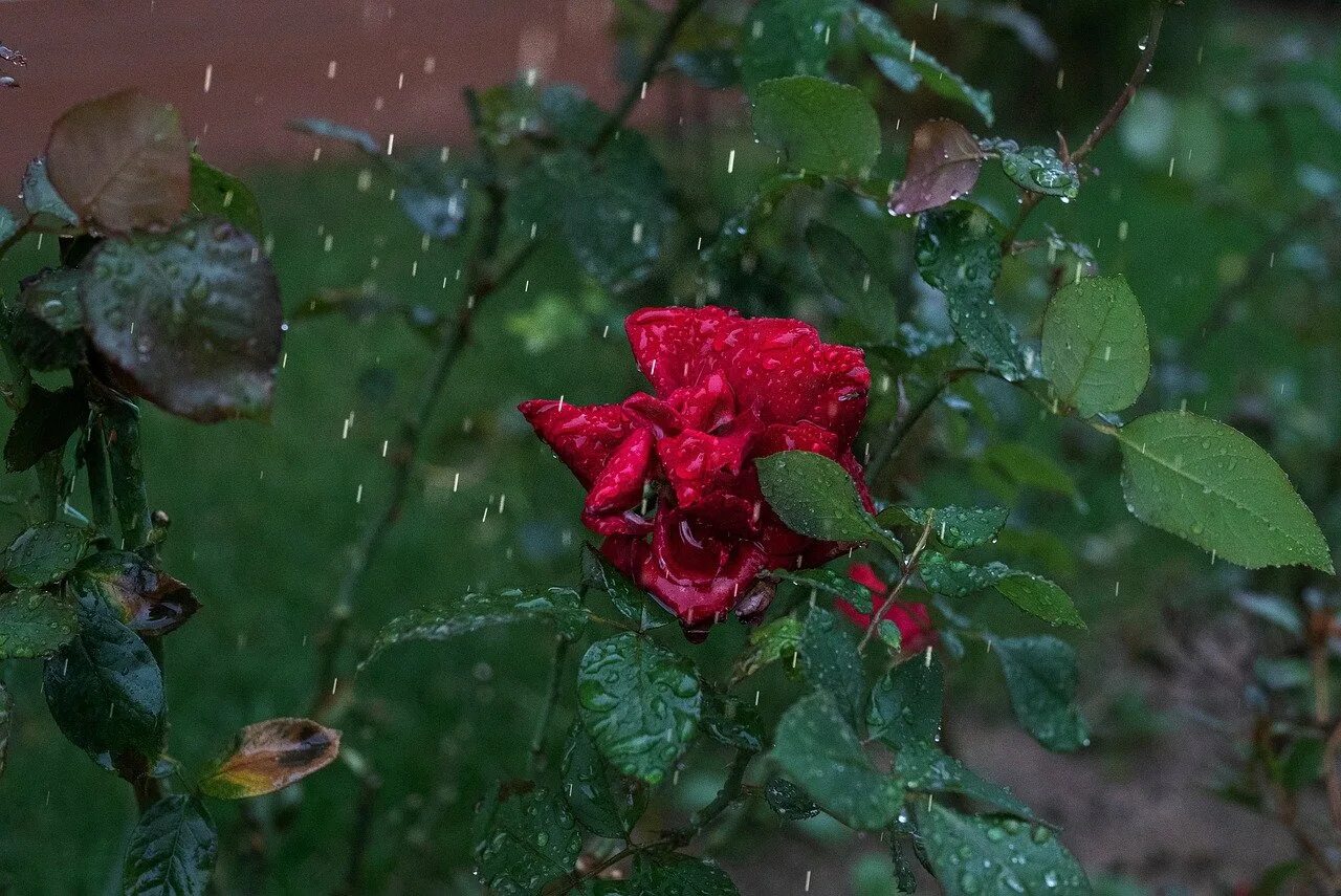 дождь в цветочном саду. Raining rose. розы осенью. Raining rose. розы под дождем.