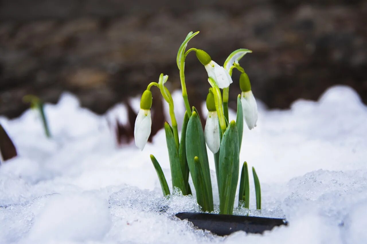 Подснежник Галантус. Nivalis Подснежник. Подснежник белоснежный Galanthus nivalis. Первоцветы галантусы.