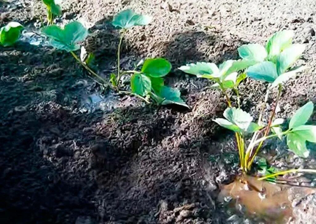 Можно ли сажать клубнику весной. Лунки для клубники. Посадка клубники осенью. Пересадка клубники. Лунки для клубники в огороде.