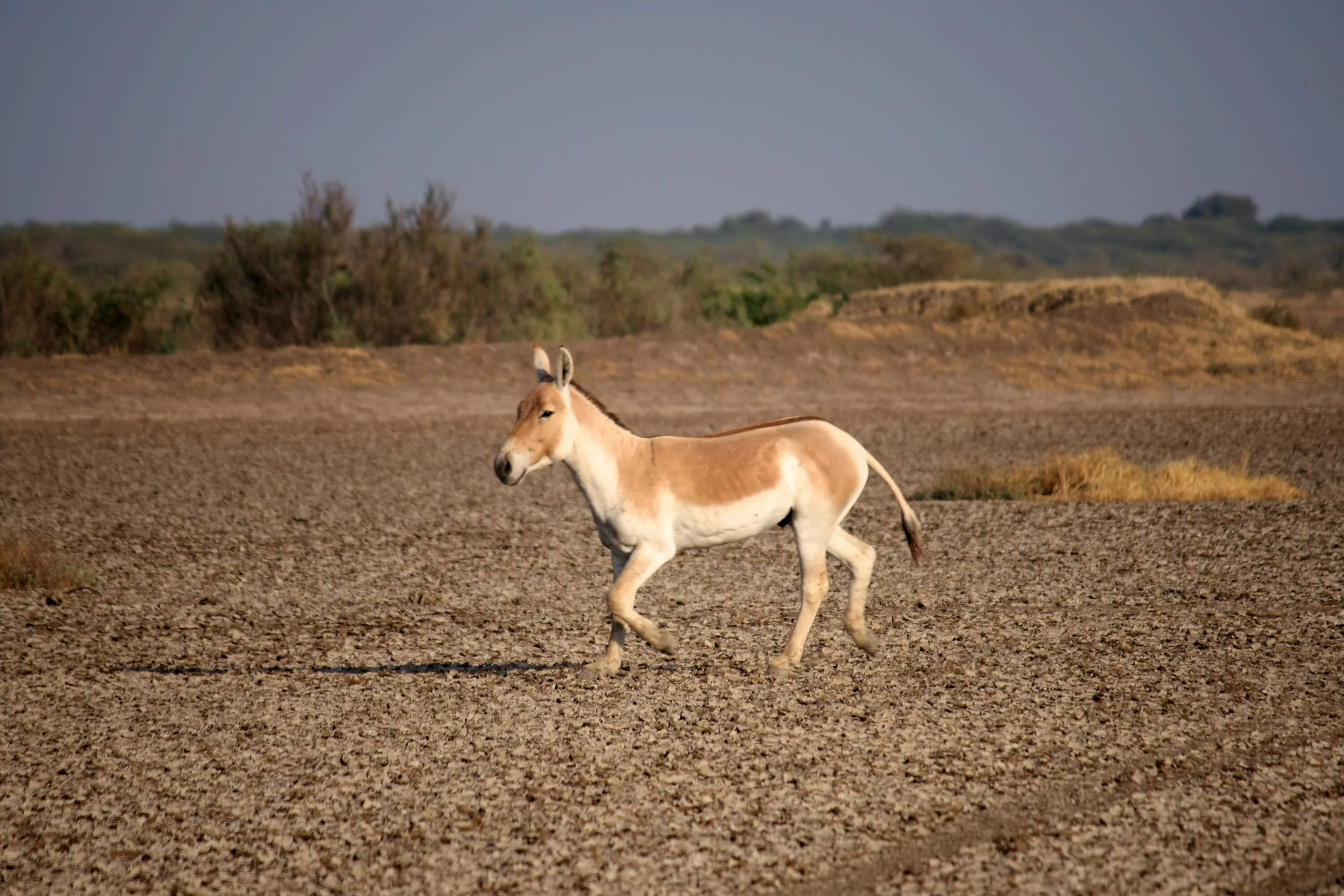 Туркменский Кулан. Монгольский Кулан. Кулан (Equus hemionus). Кианг (Equus Kiang). Дикий осел в центральной азии