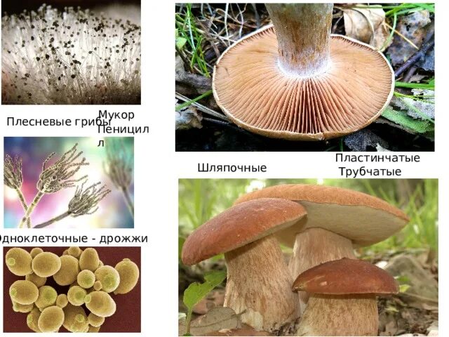 Белый гриб относится к трубчатым. Шляпочный гриб пеницилла. Грибы плесневые дрожжи трубчатые пластинчатые. Мукор пластинчатый или трубчатый. Мукор трубчатый или пластинчатый гриб.