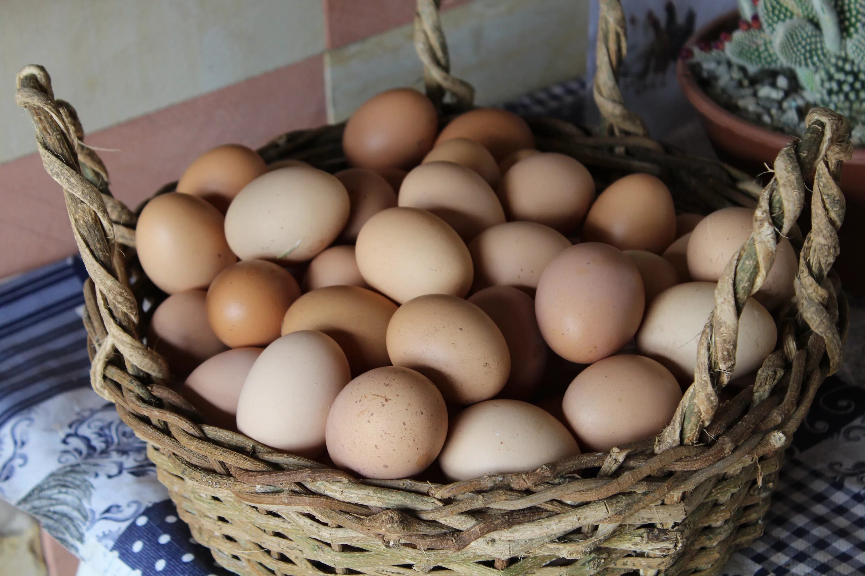 К чему снится собирать много куриных яиц. Яйцо куриное. Курица с яйцами. Бизнес на куриных яйцах. Eggs in one Basket.