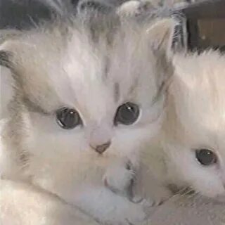 Невдупленыши шоу