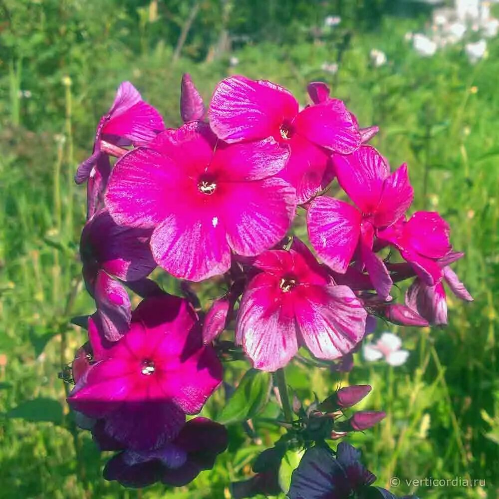 MAJOR PLAN Flocks blizzard Rumyanets girls (M.F. Sharonova, 1964). The flower is