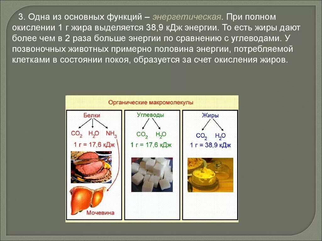 Какие органические вещества выполняют энергетическую функцию