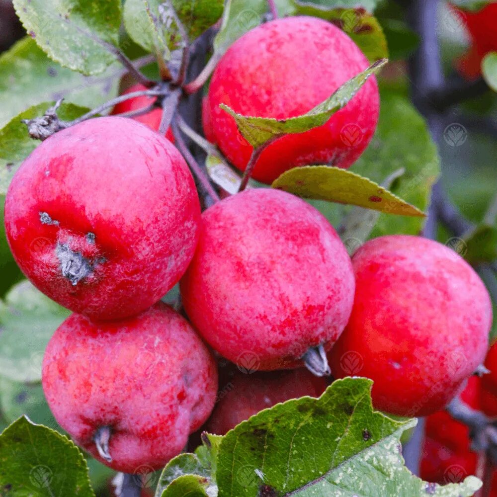Яблоня "роялти" - malus "royalty". Декоративные яблони плоды. Яблоня malus royalty. Яблоня малус роялти. Яблоня malus royalty.