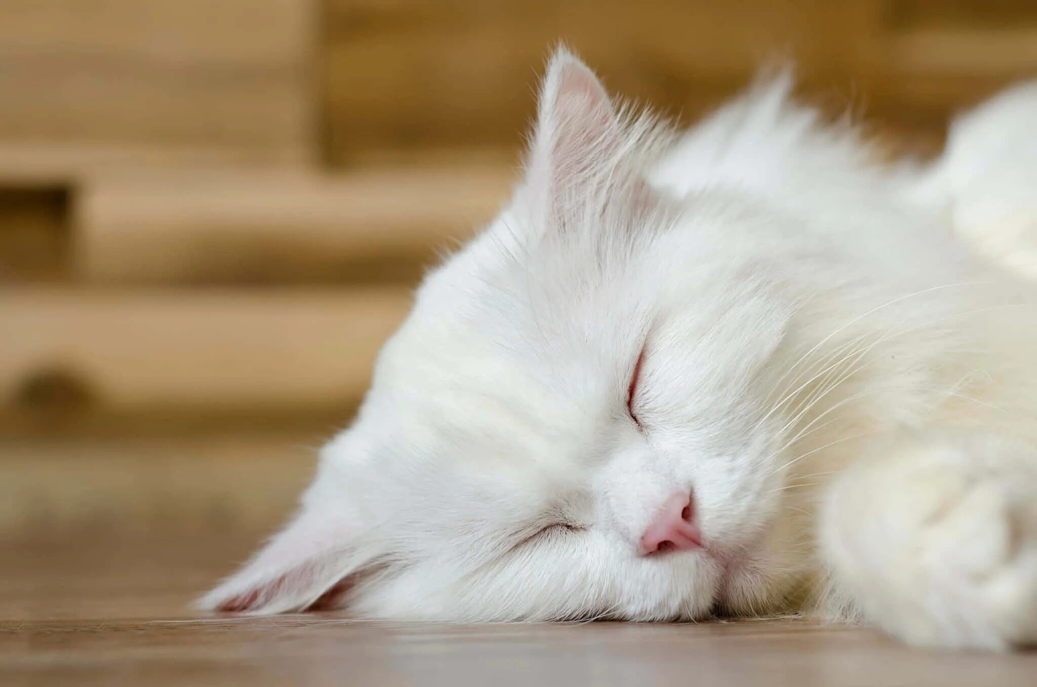 Белое пушистое утро. Белый котенок. Кошка белая. Спящий кот. Спящие котики.